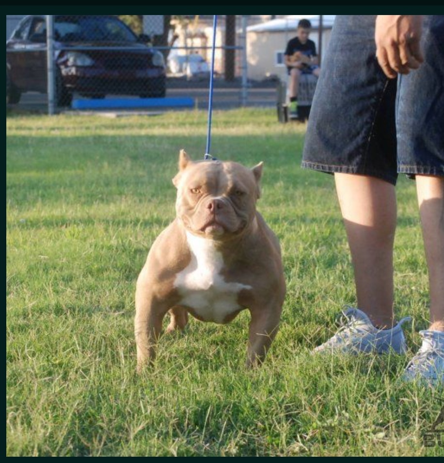 Dog Featured Image