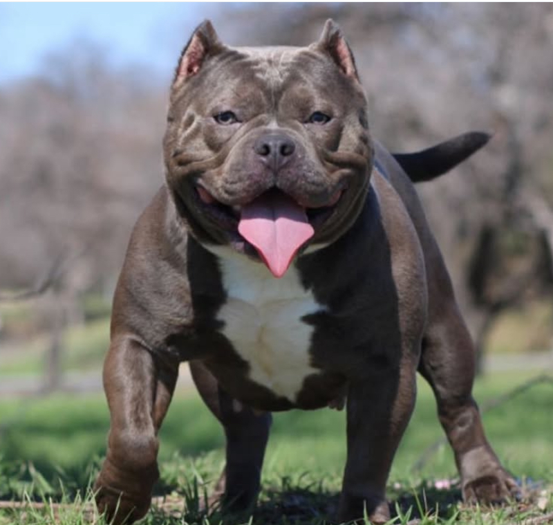 Dog Featured Image