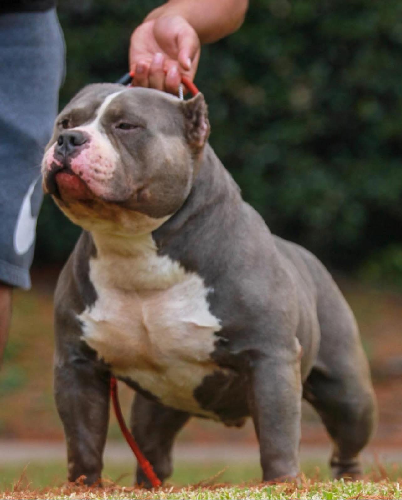 Dog Featured Image