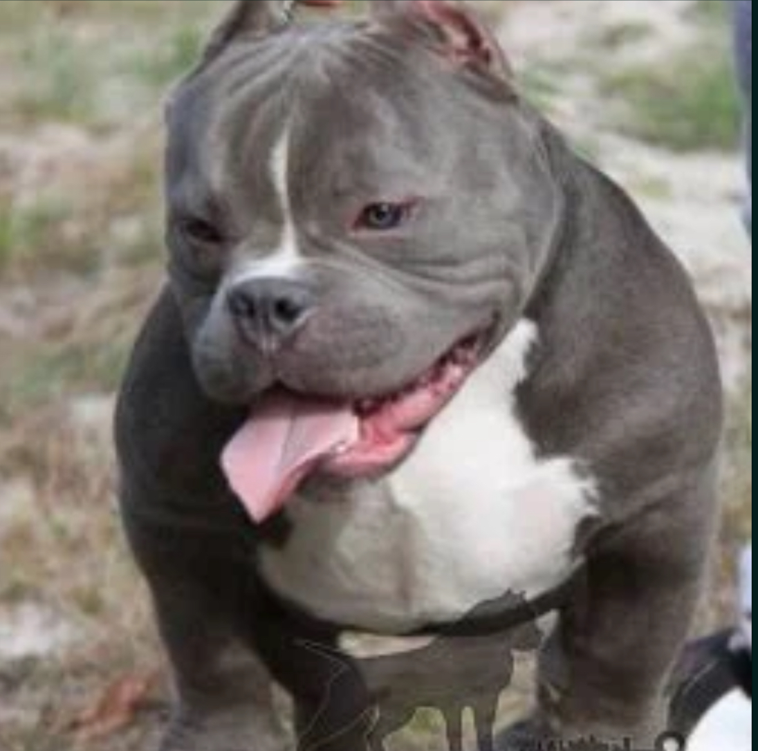 Dog Featured Image
