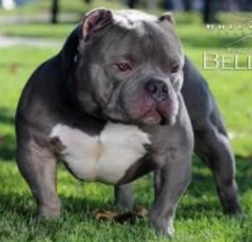 Dog Featured Image