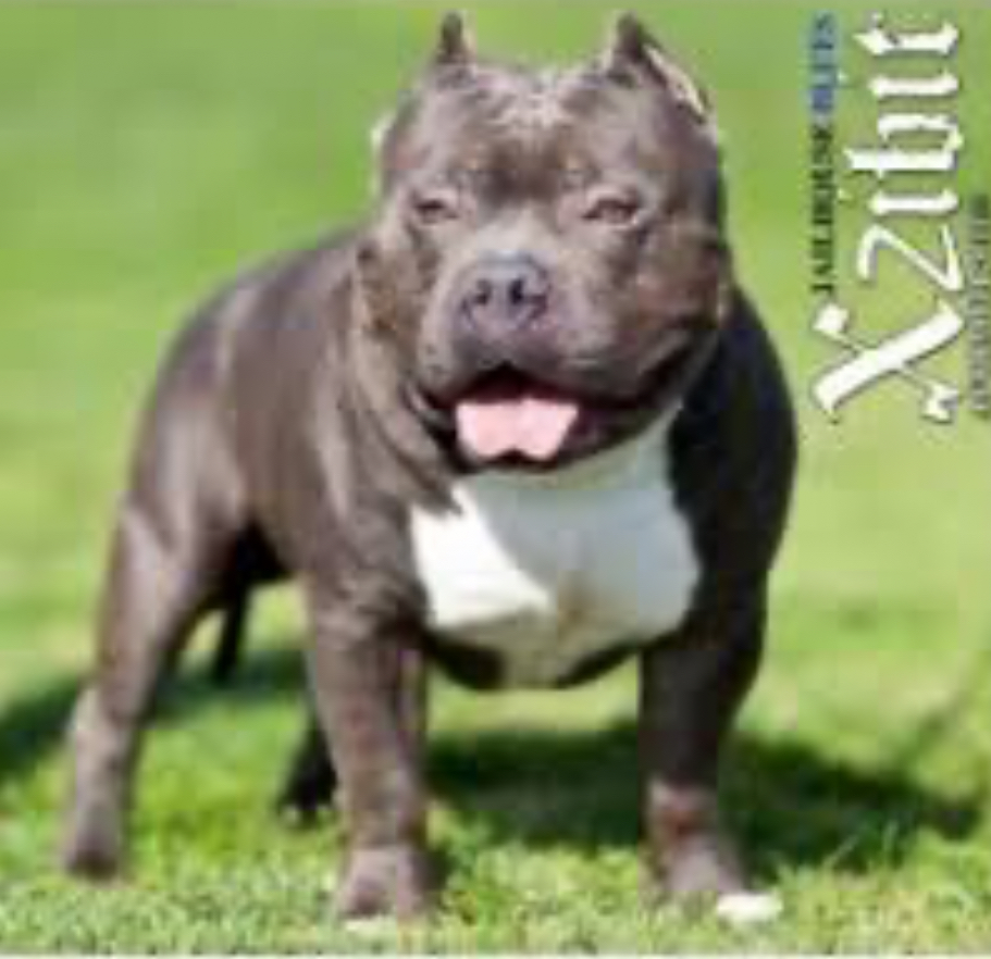 Dog Featured Image