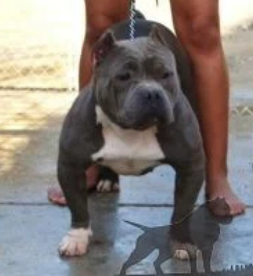 Dog Featured Image