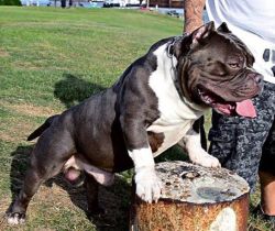 Dog Featured Image