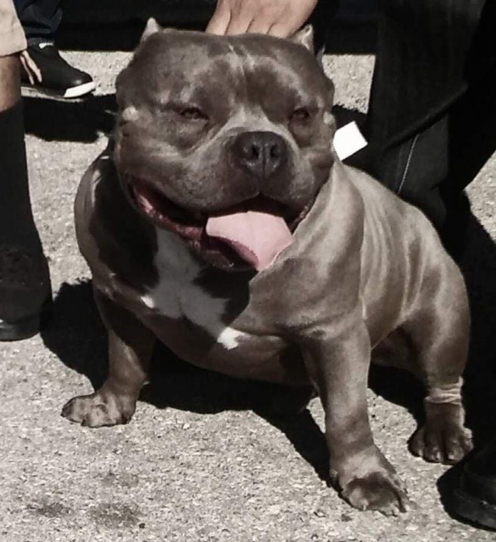 Dog Featured Image