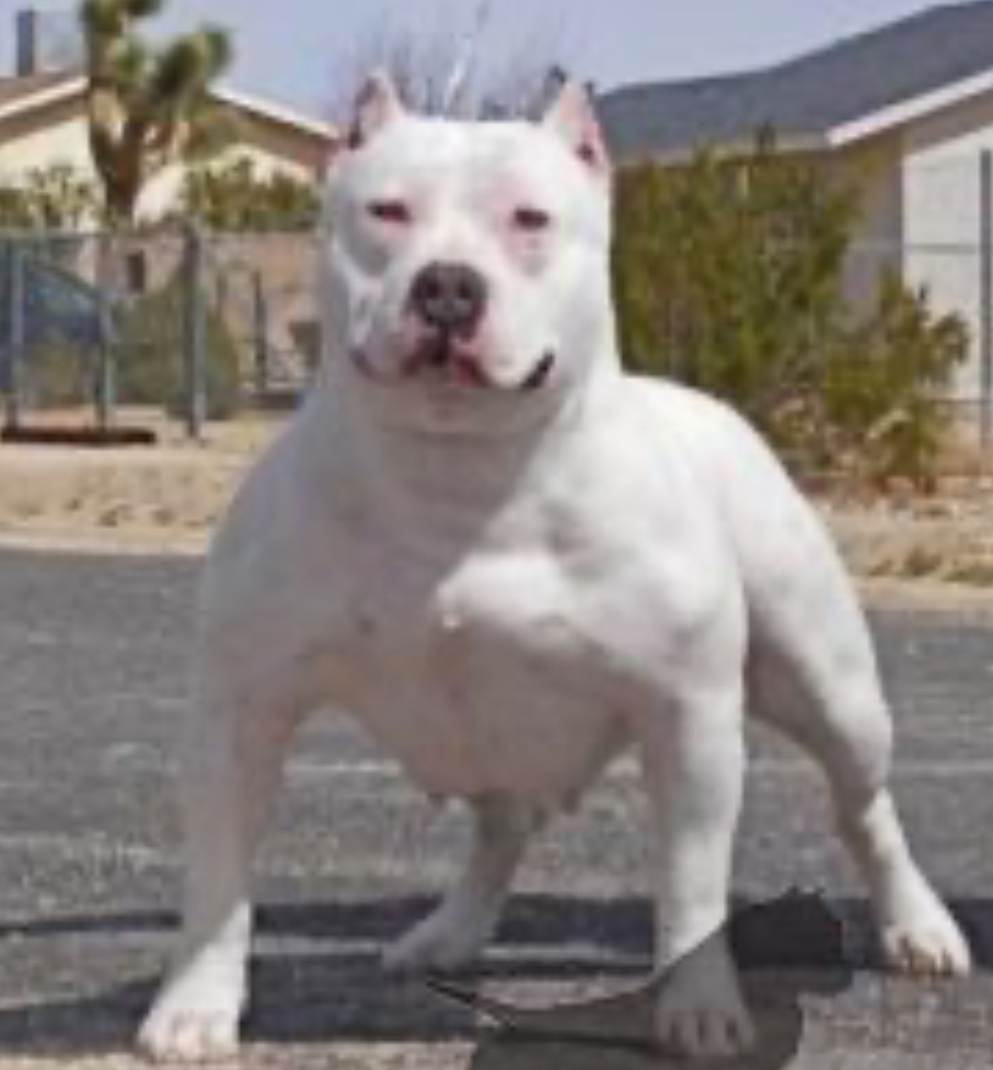 Dog Featured Image