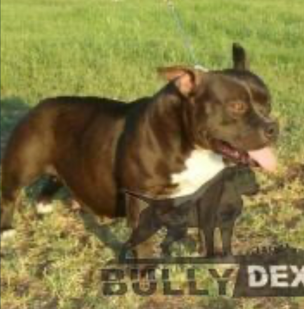 Dog Featured Image