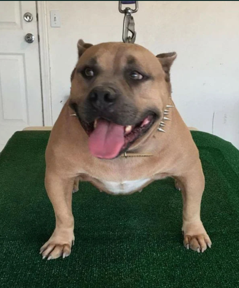 Dog Featured Image