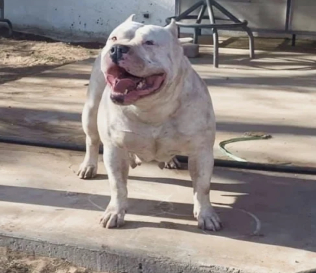 Dog Featured Image