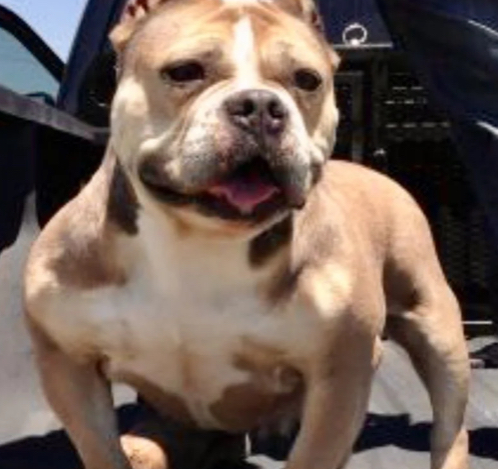 Dog Featured Image