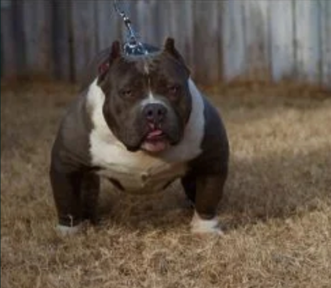 Dog Featured Image