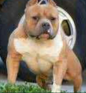 Dog Featured Image