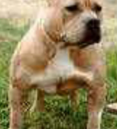 Dog Featured Image