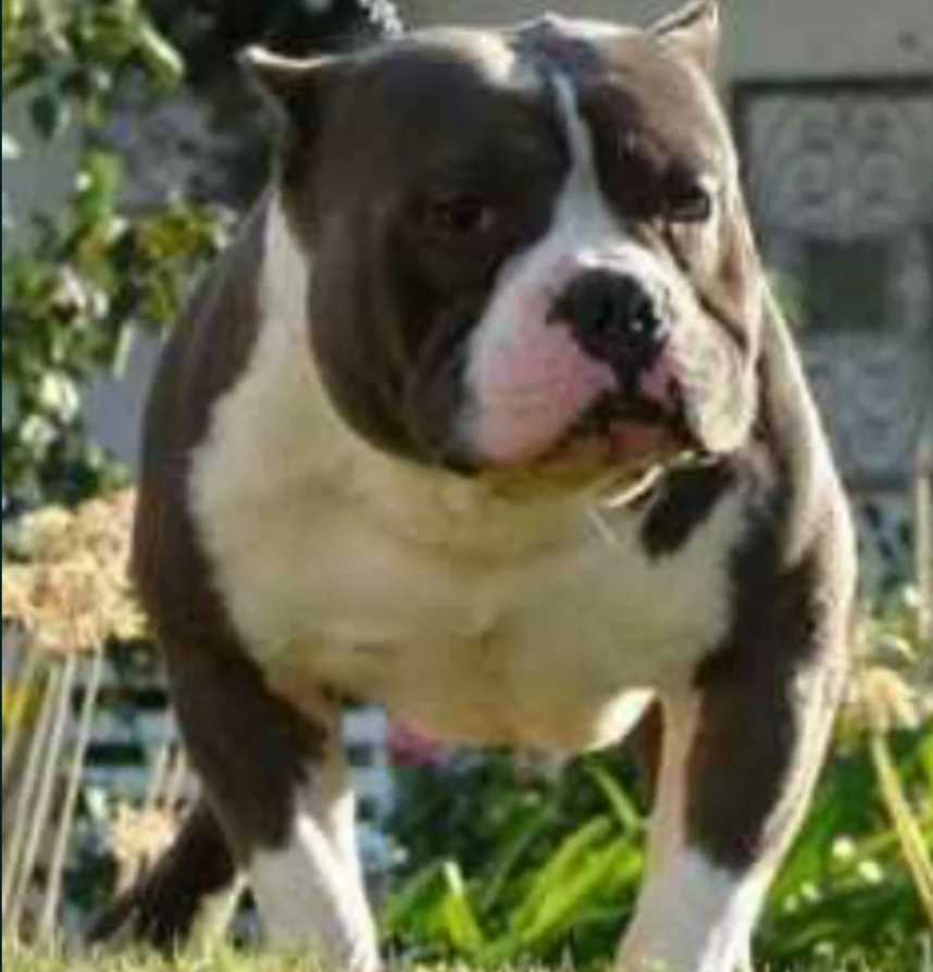 Dog Featured Image