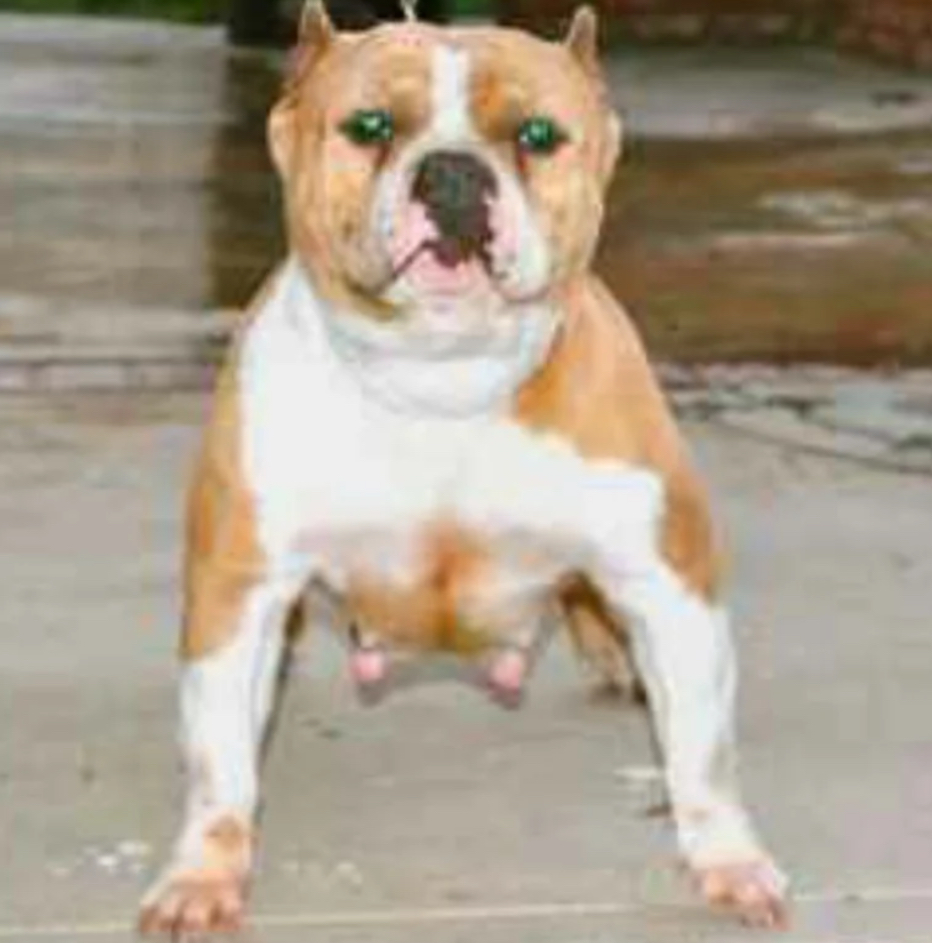 Dog Featured Image