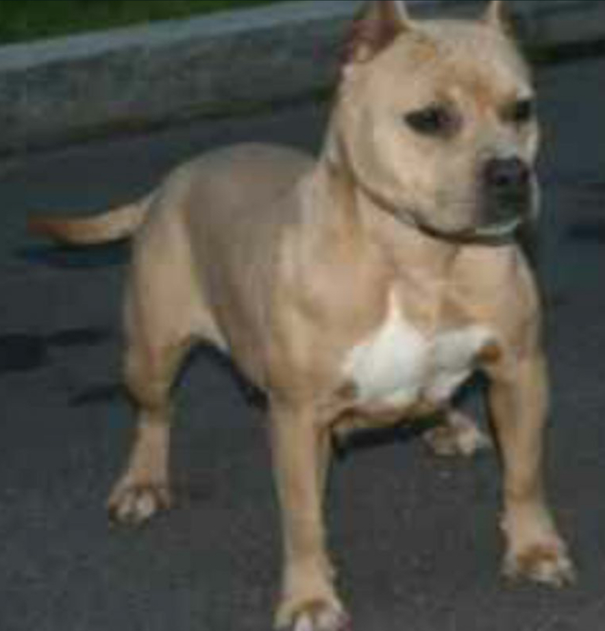 Dog Featured Image