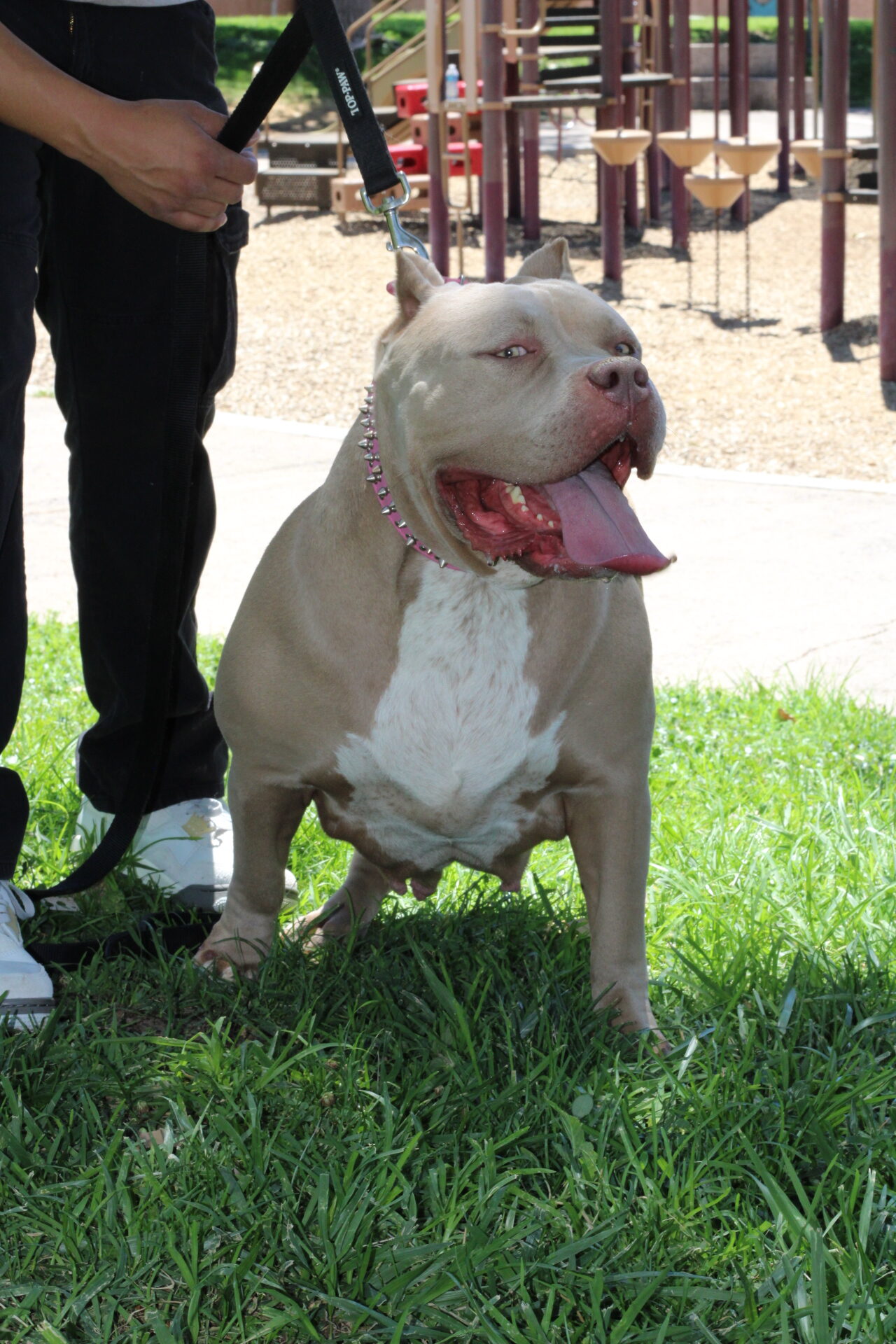 Dog Featured Image