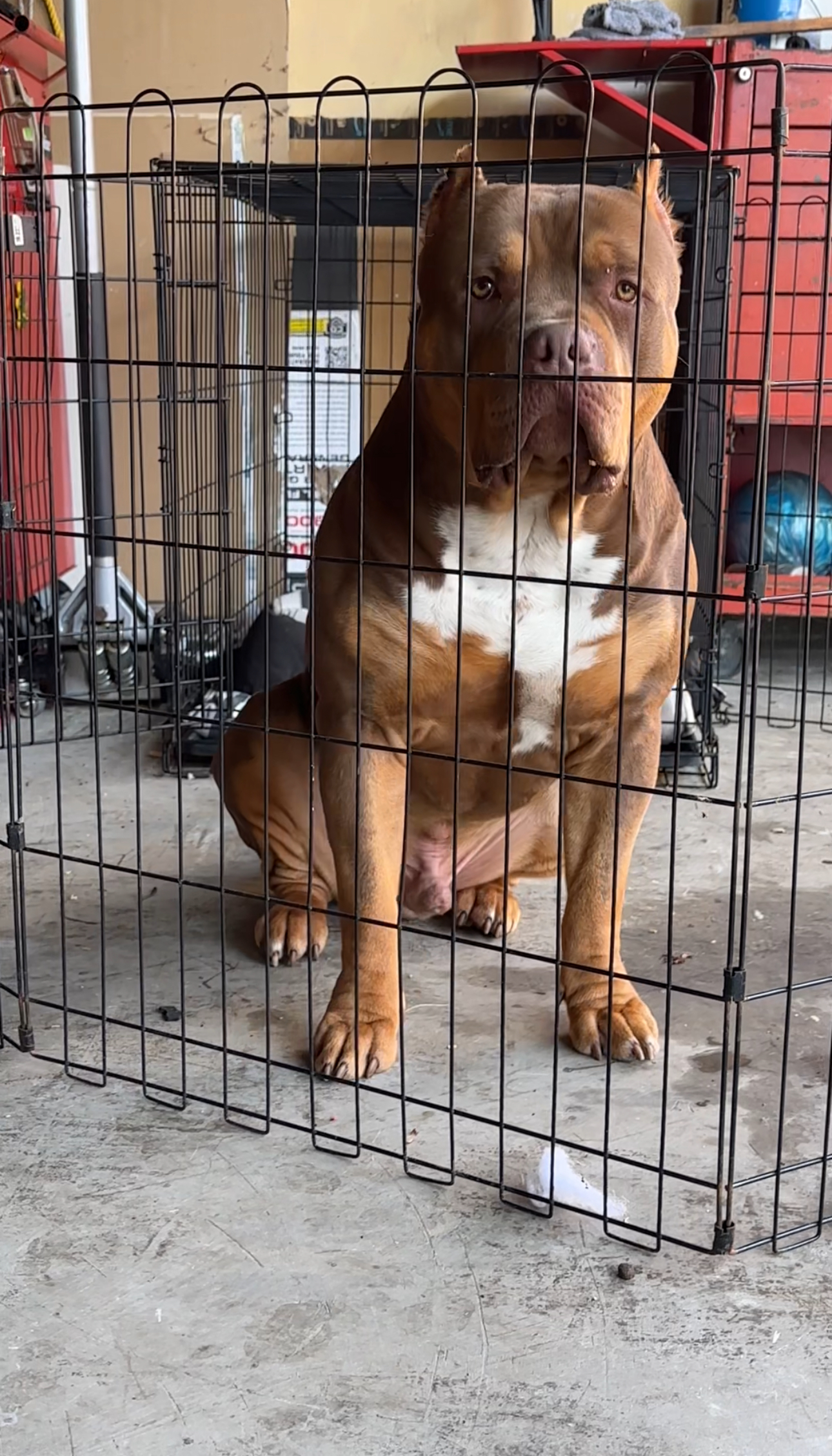 Dog Featured Image