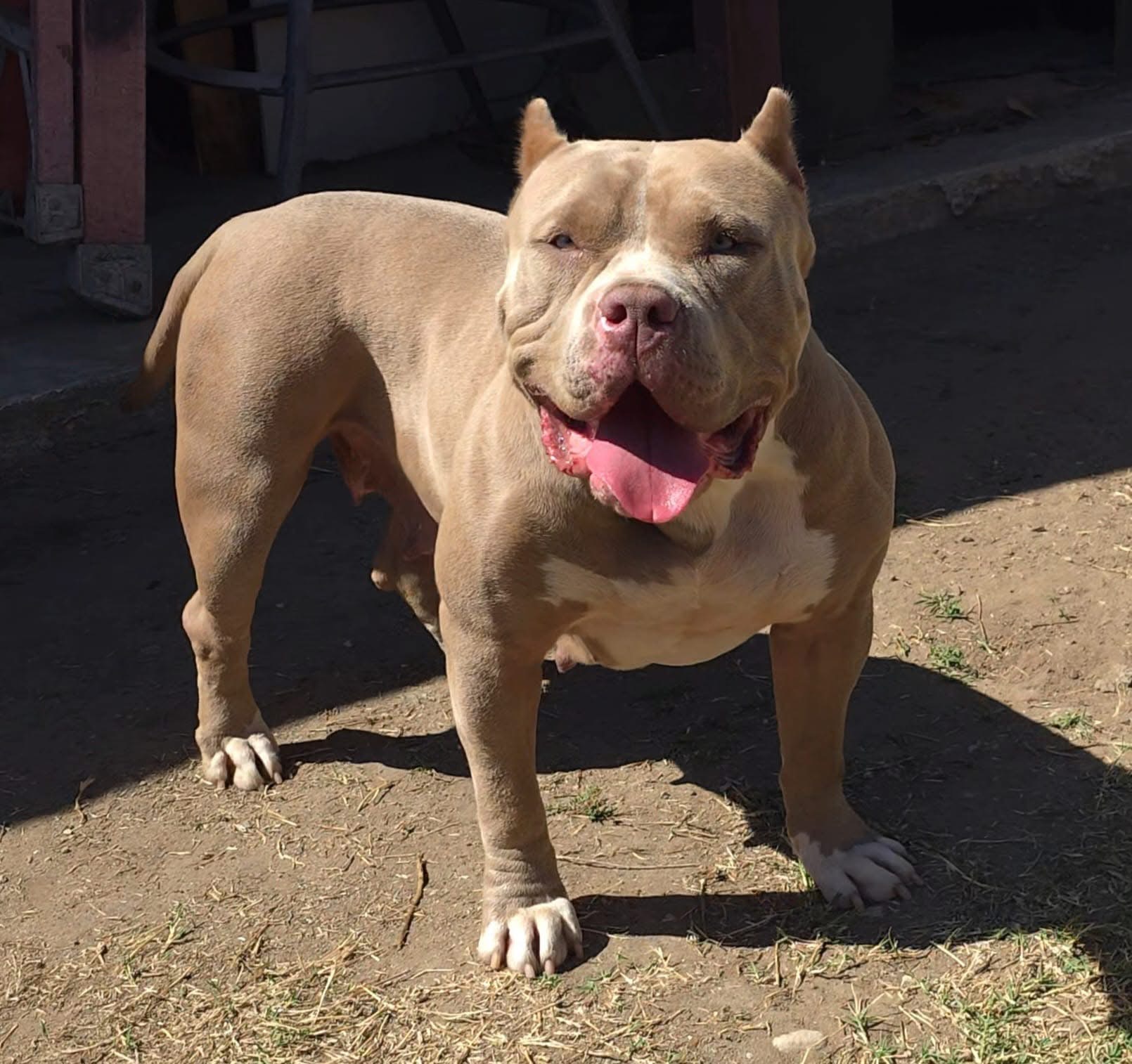 Dog Featured Image