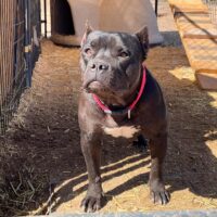 Dog Featured Image