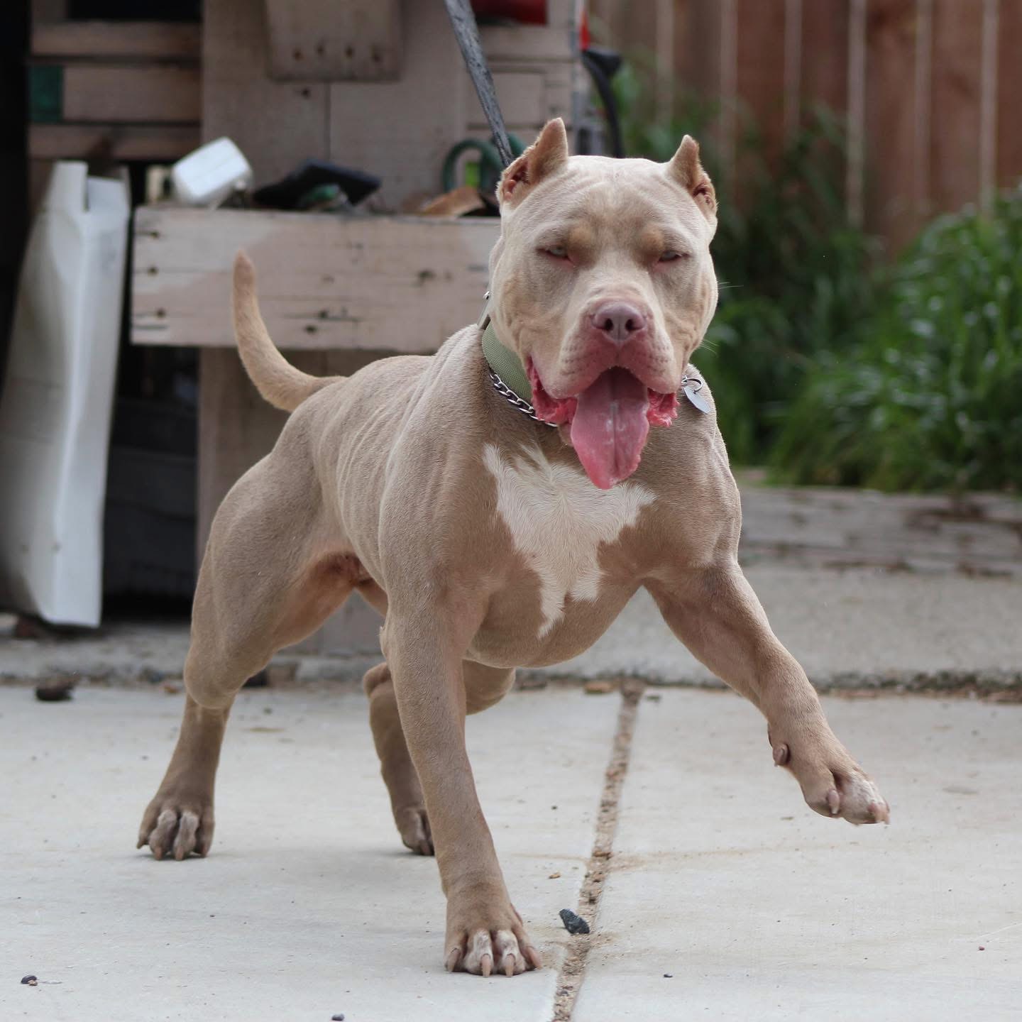 Dog Featured Image