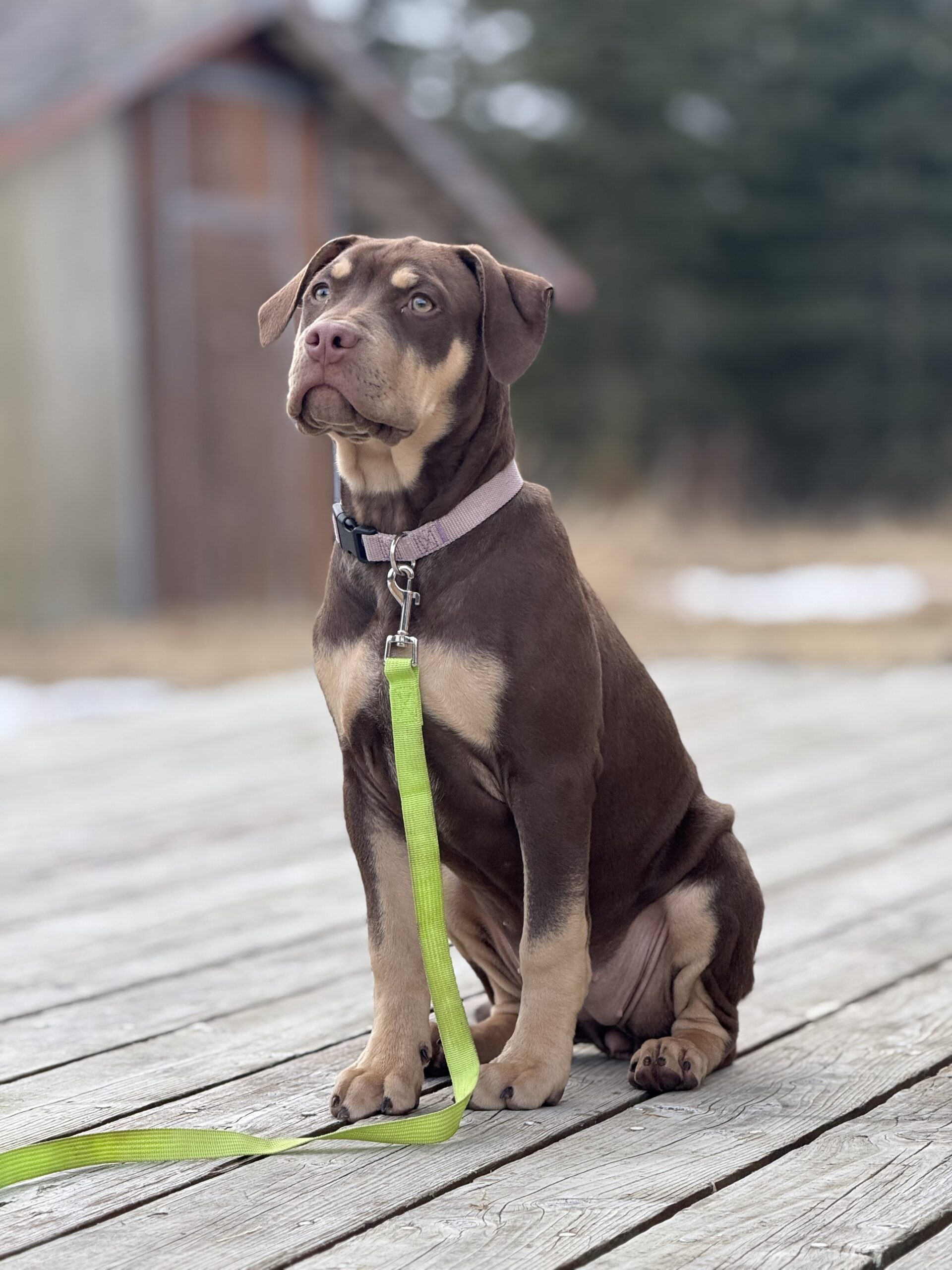 Dog Featured Image