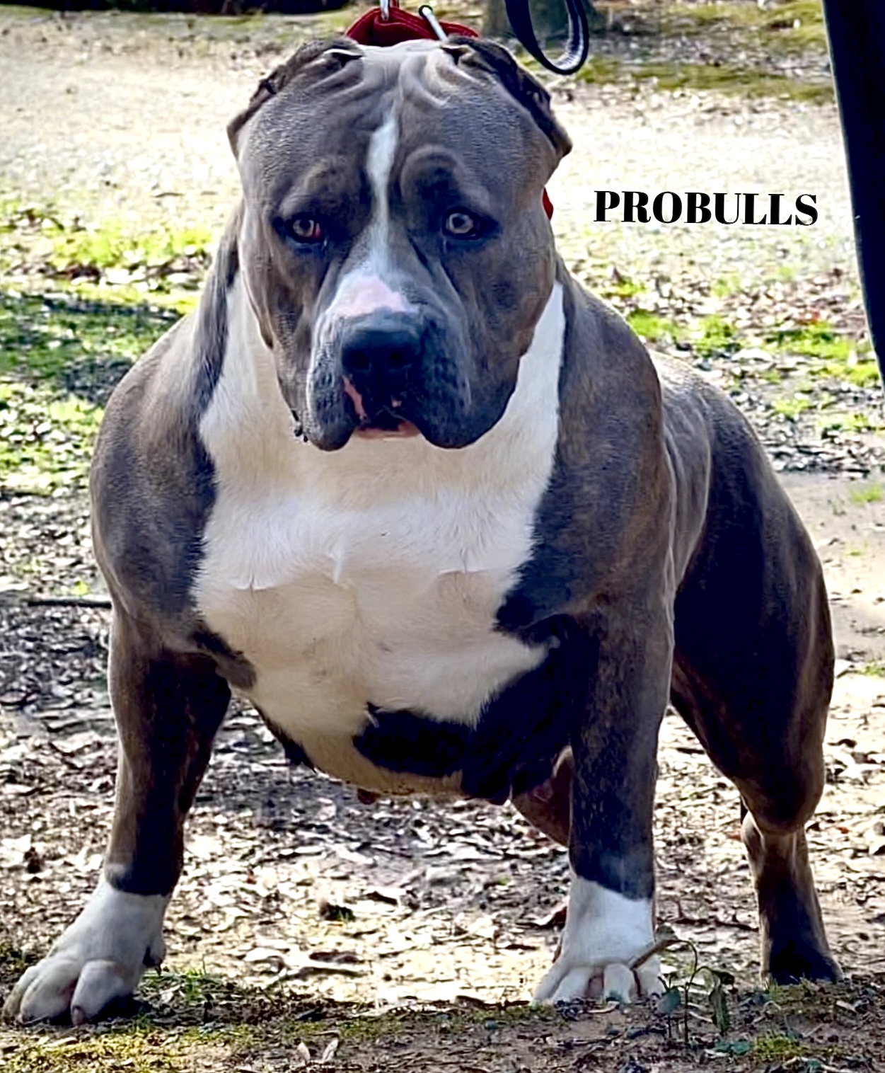 Dog Featured Image