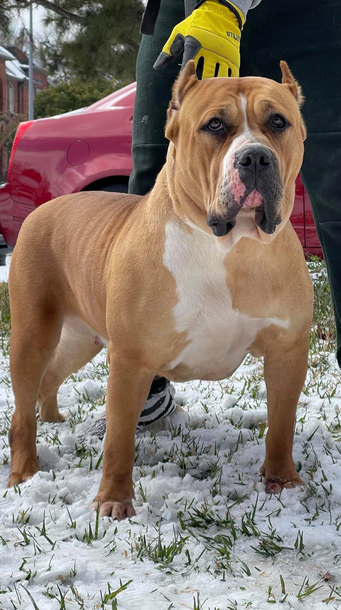 Dog Featured Image