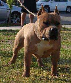 Dog Featured Image