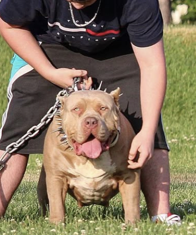 Dog Featured Image
