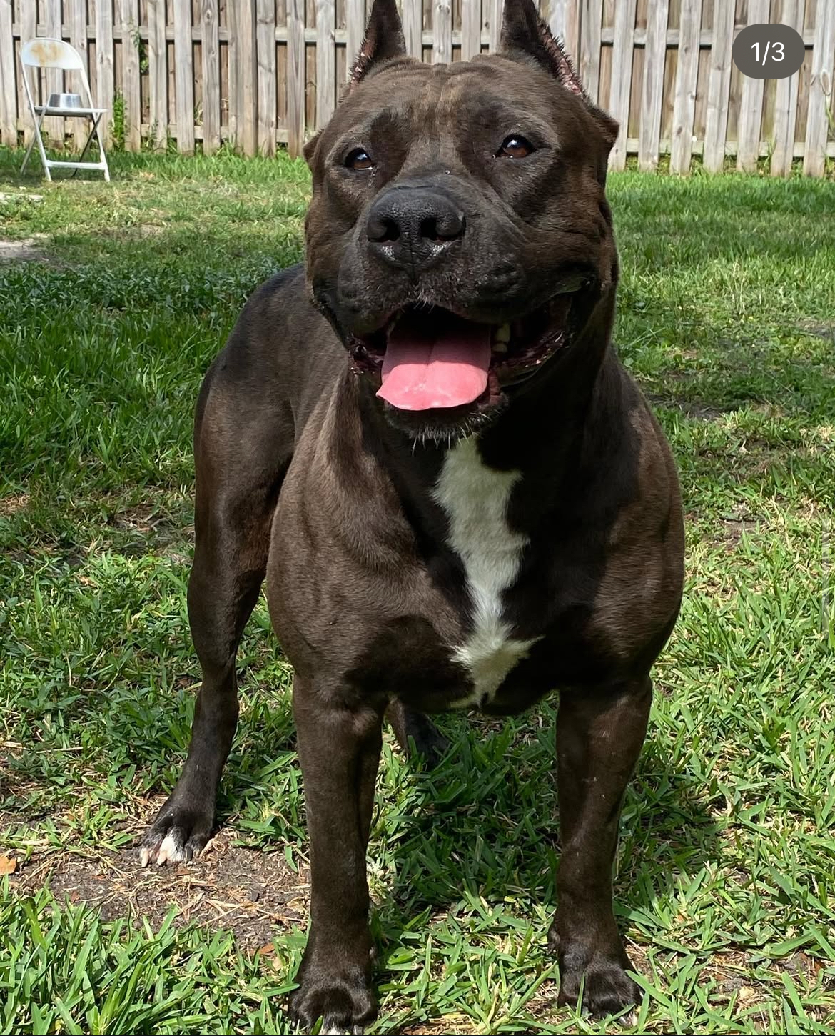 Dog Featured Image