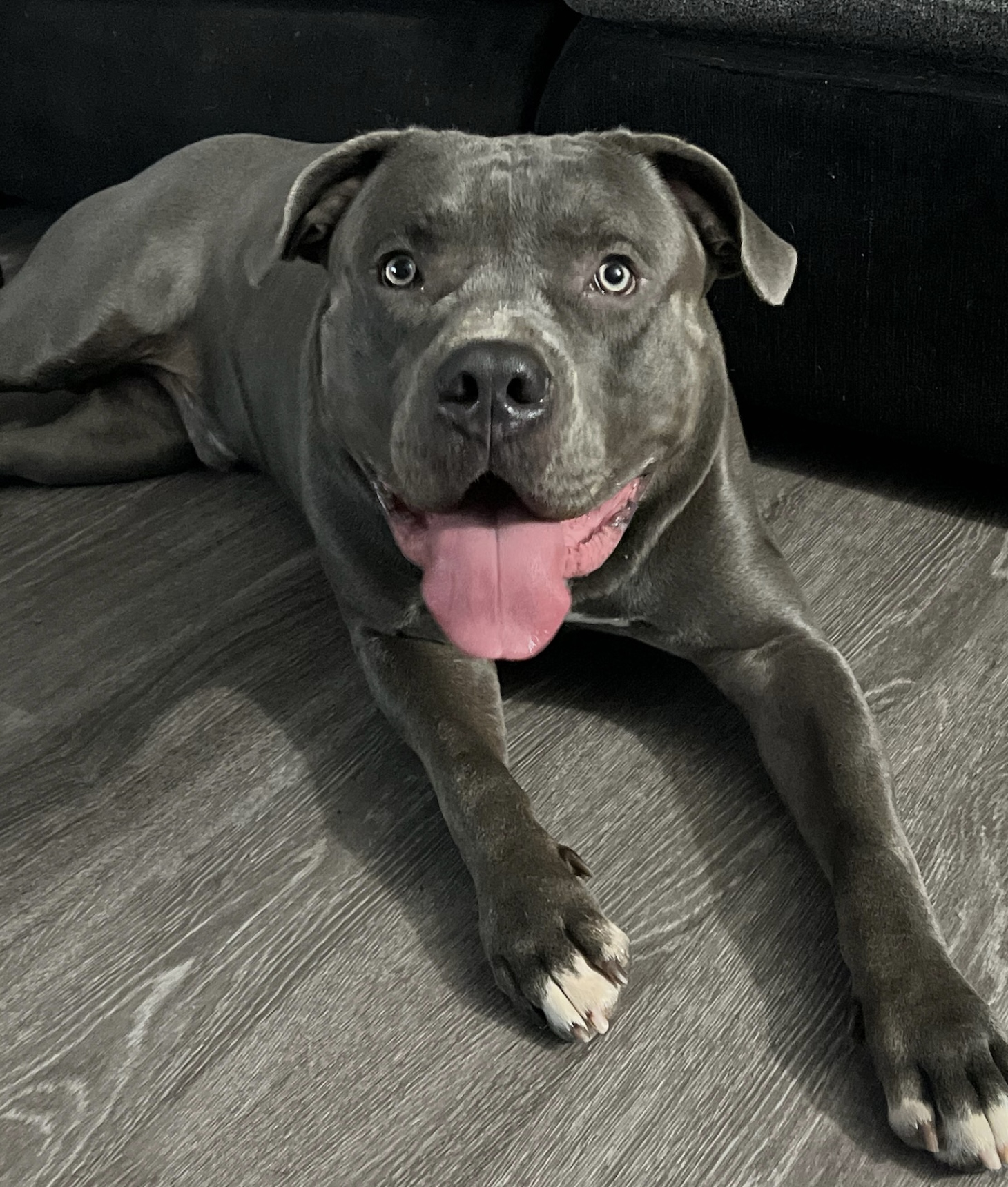Dog Featured Image