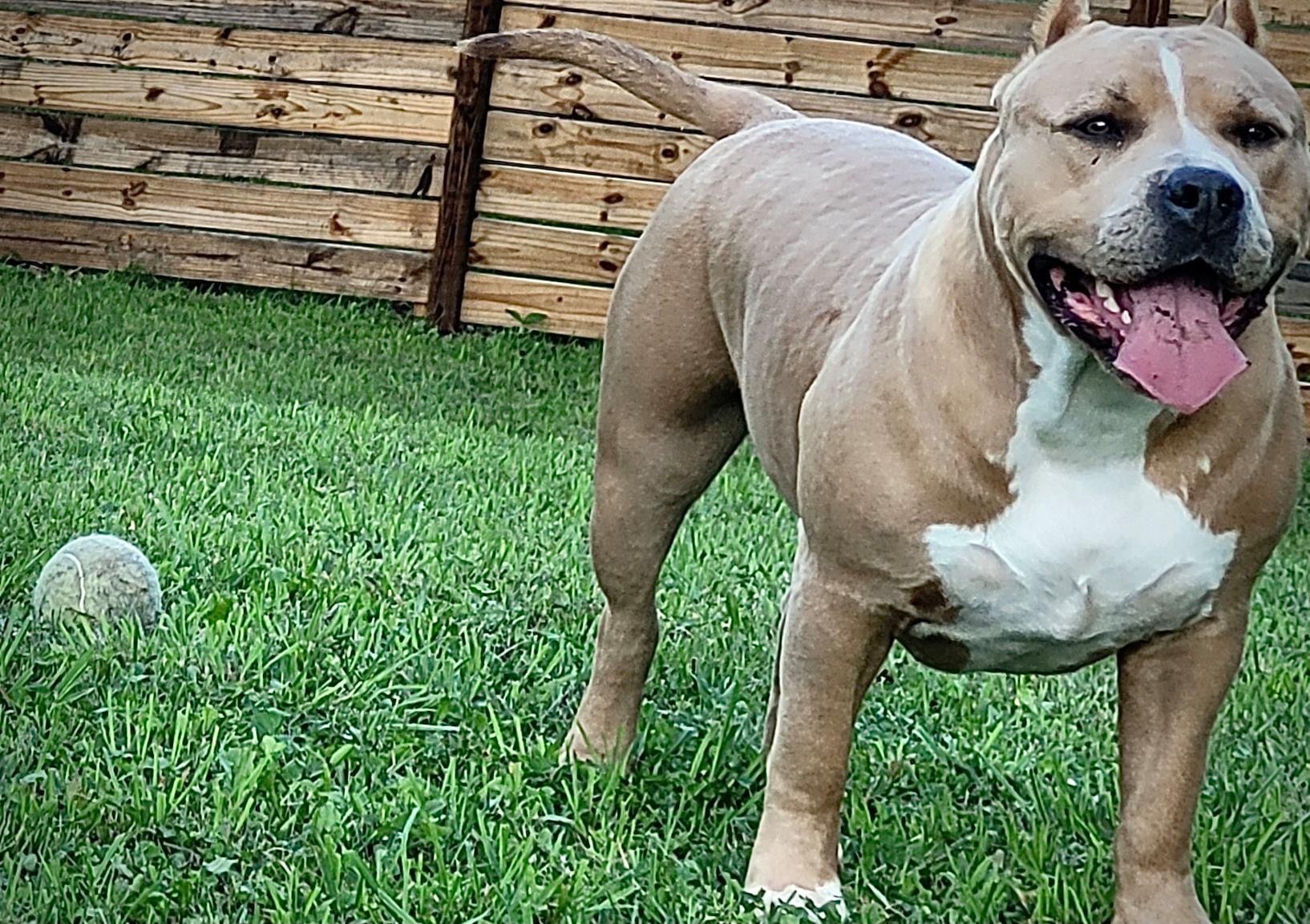 Dog Featured Image