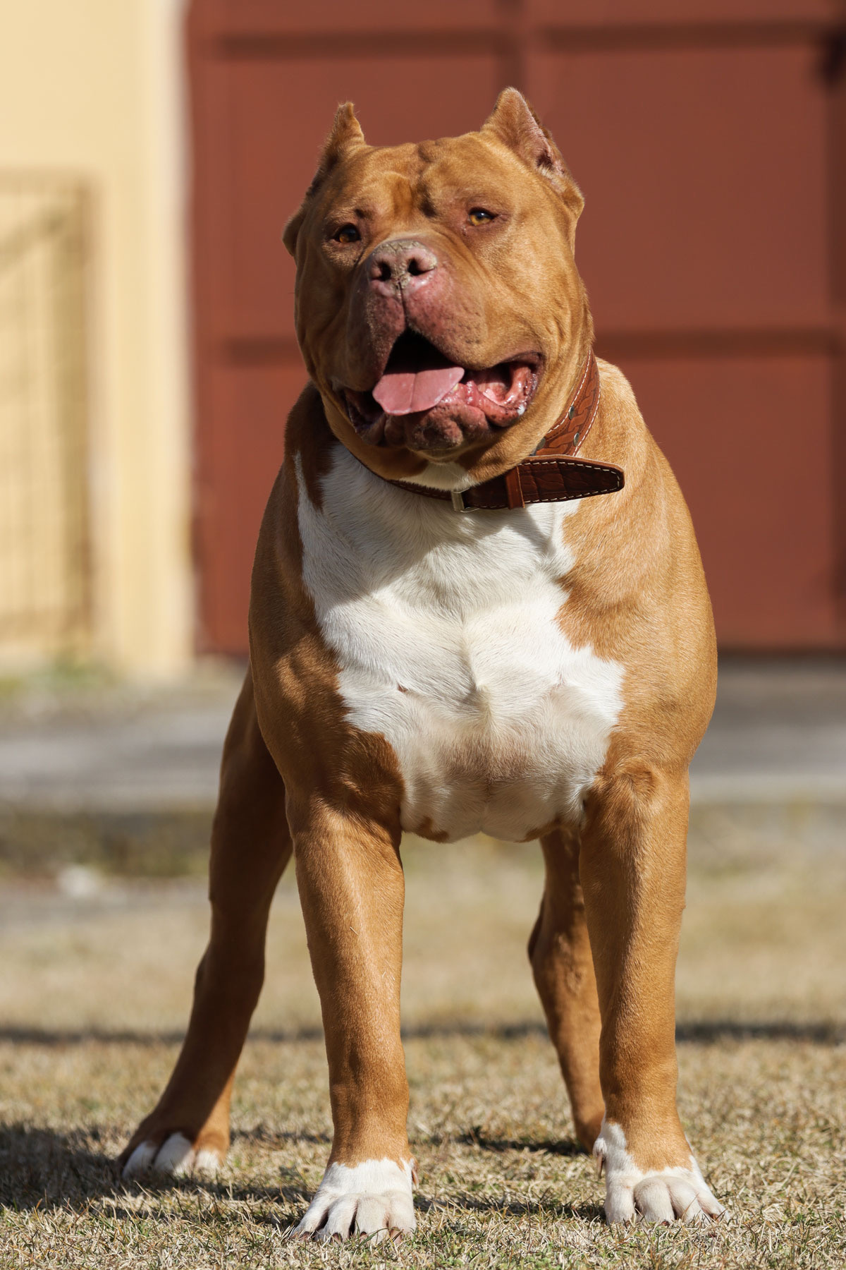 Dog Featured Image