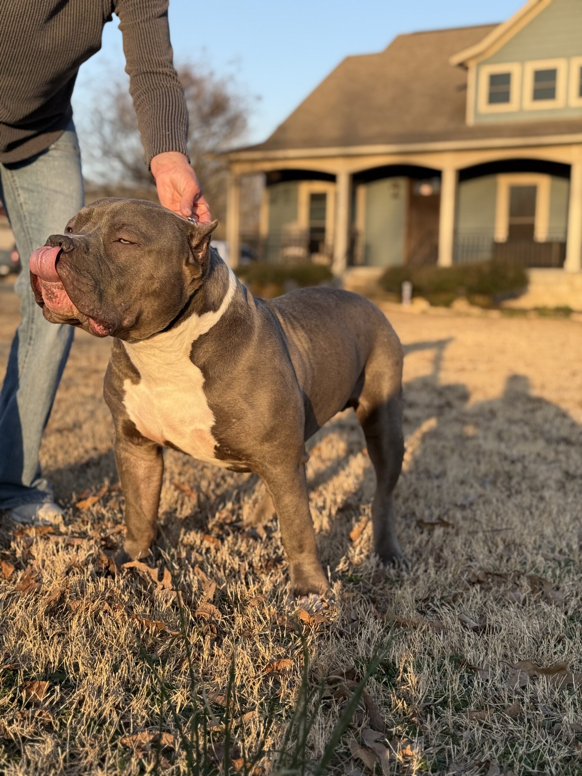 Dog Featured Image