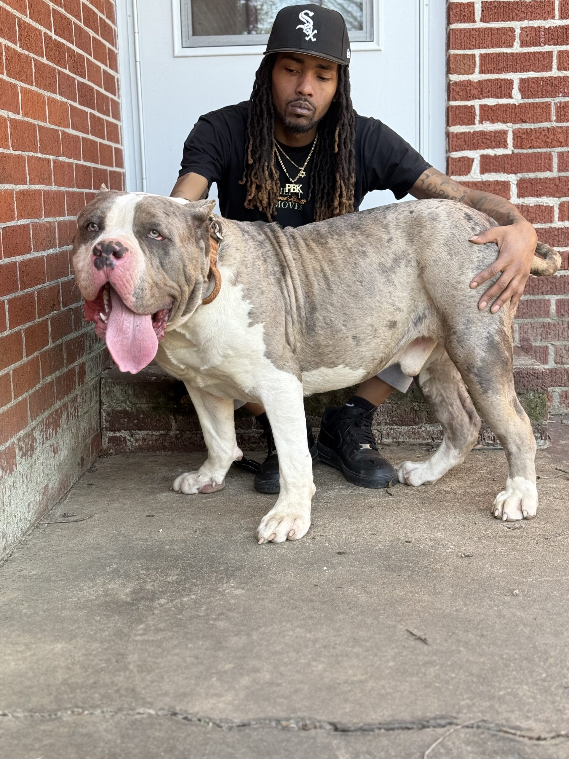 Dog Featured Image