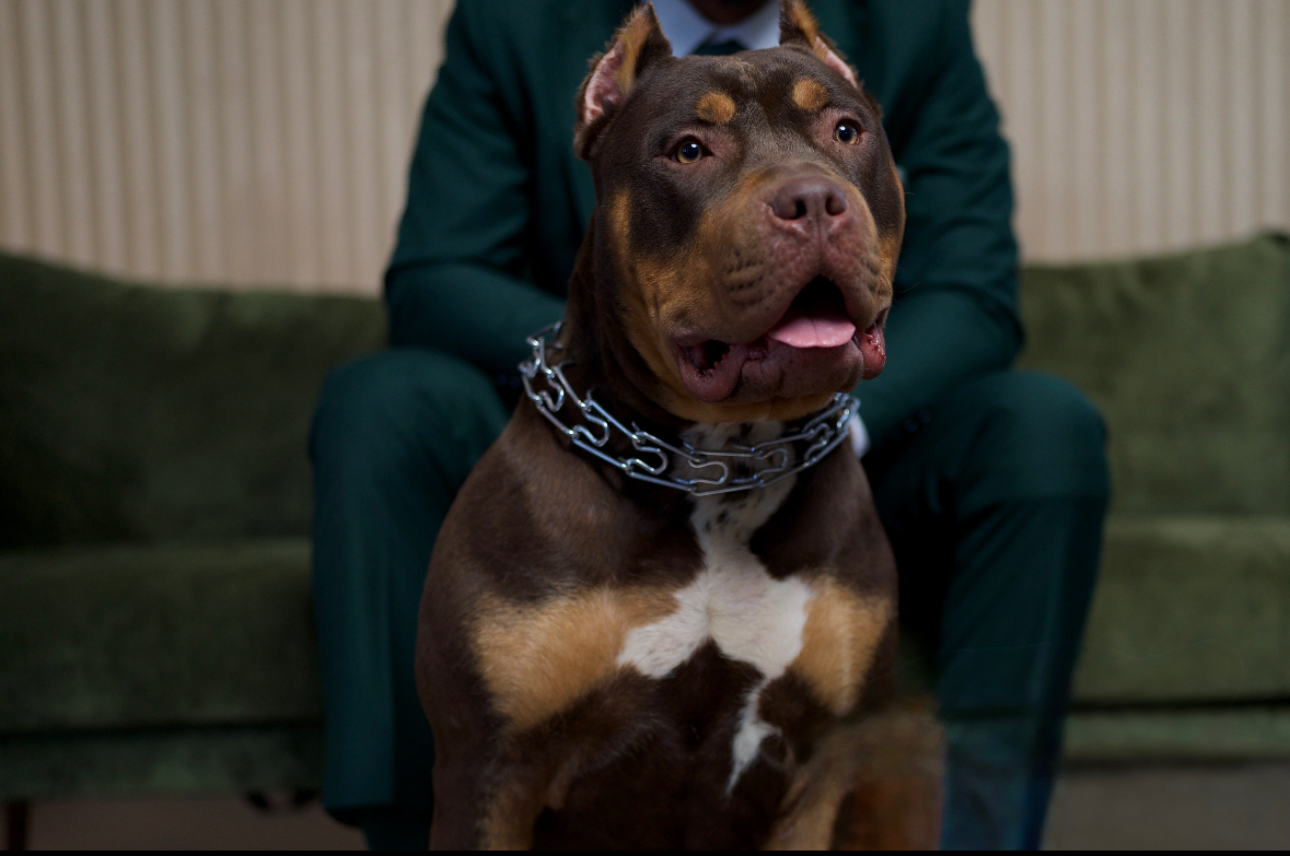Dog Featured Image
