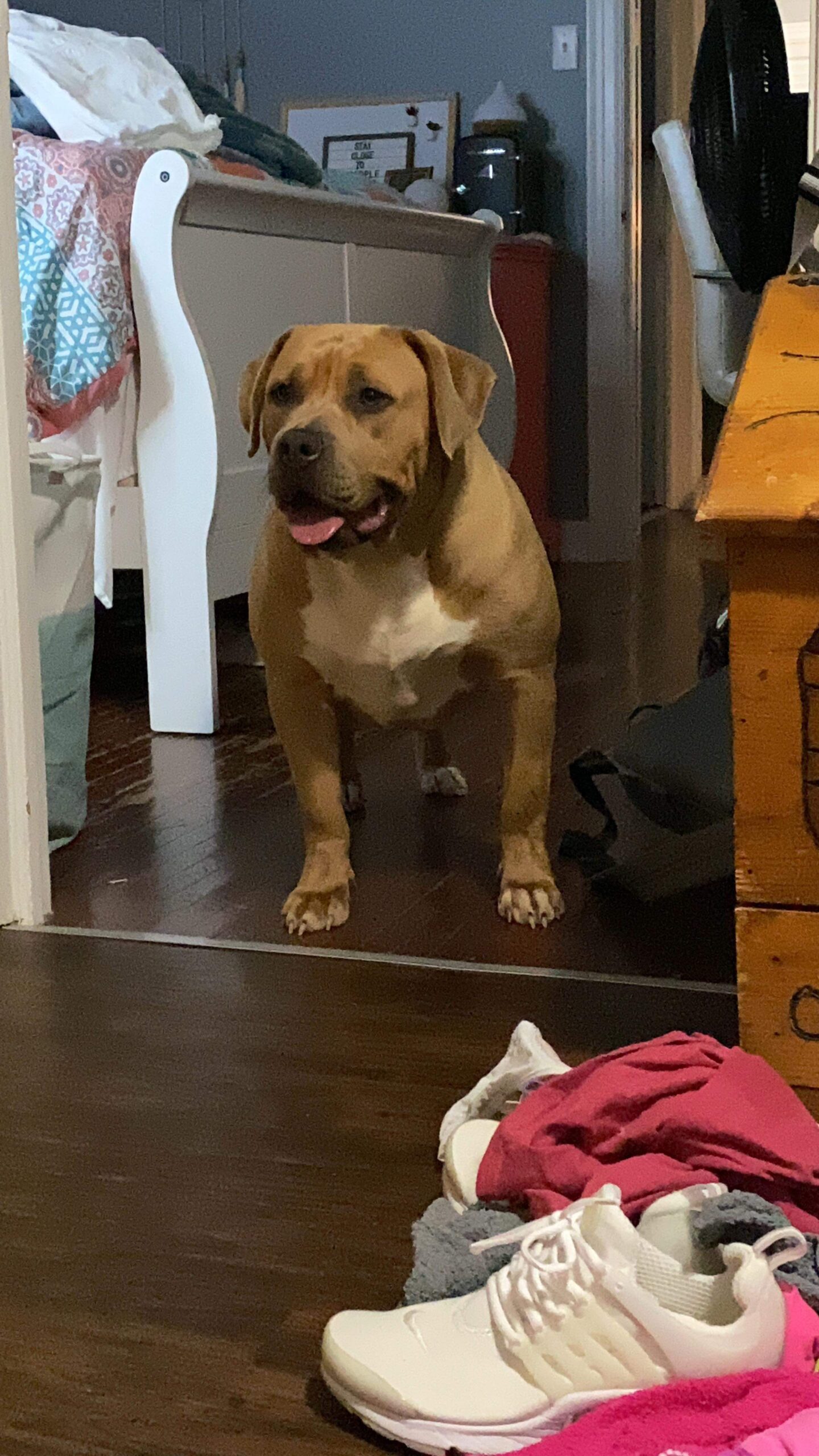Dog Featured Image