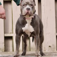 Thrace Bullies Artemis