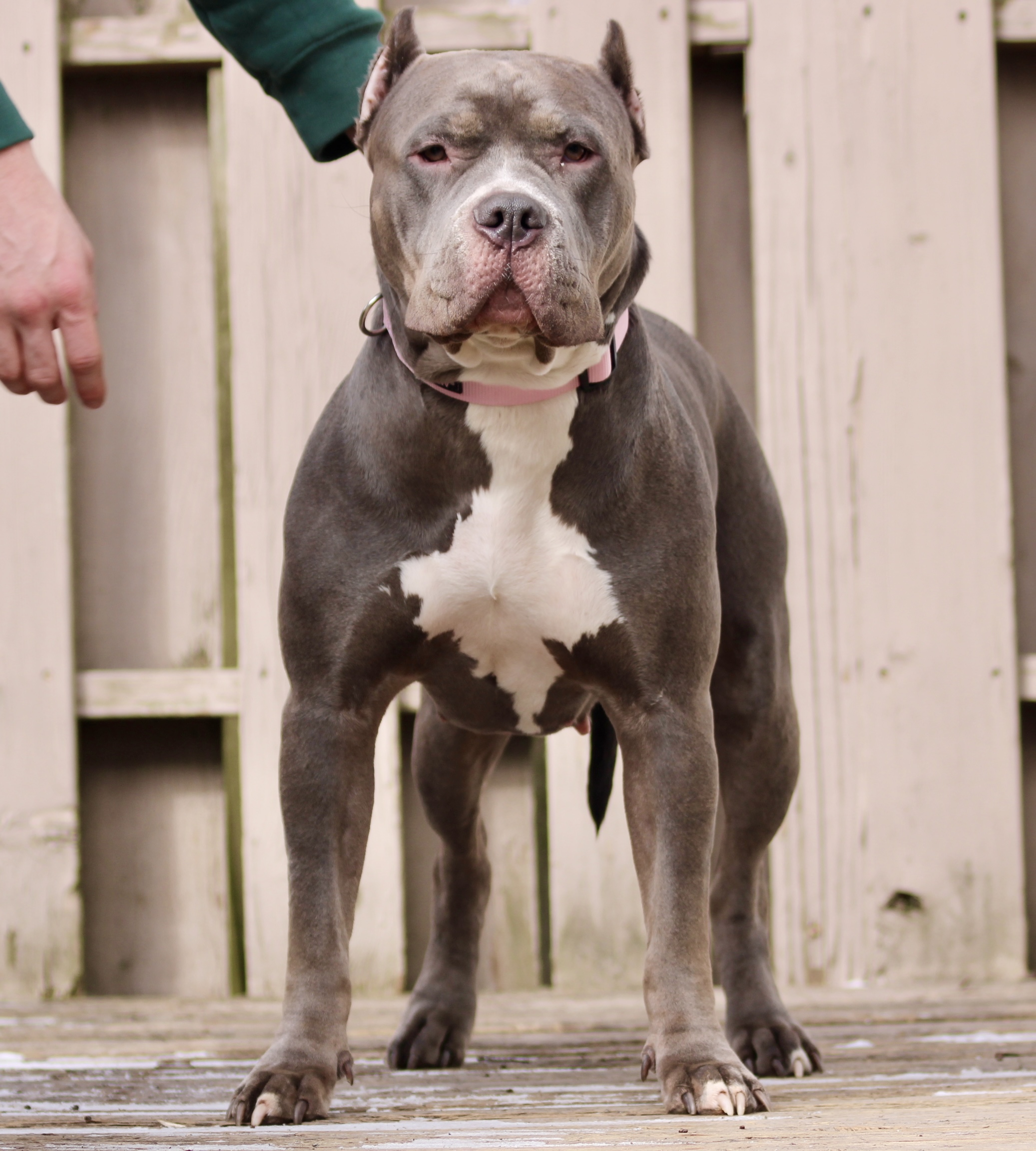 Dog Featured Image