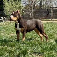 Dog Featured Image