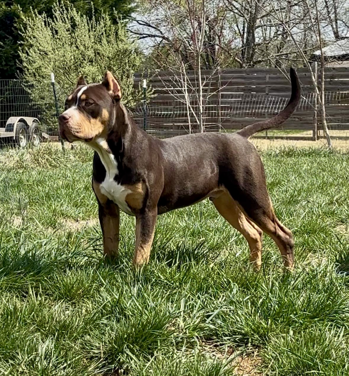 Dog Featured Image