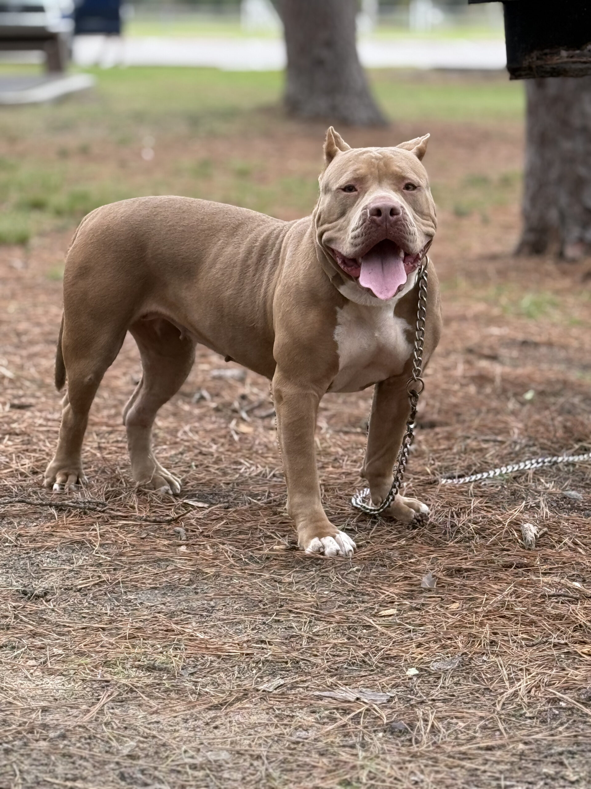 Dog Featured Image