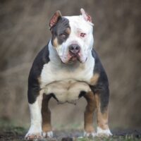 Truebred bullies Letty