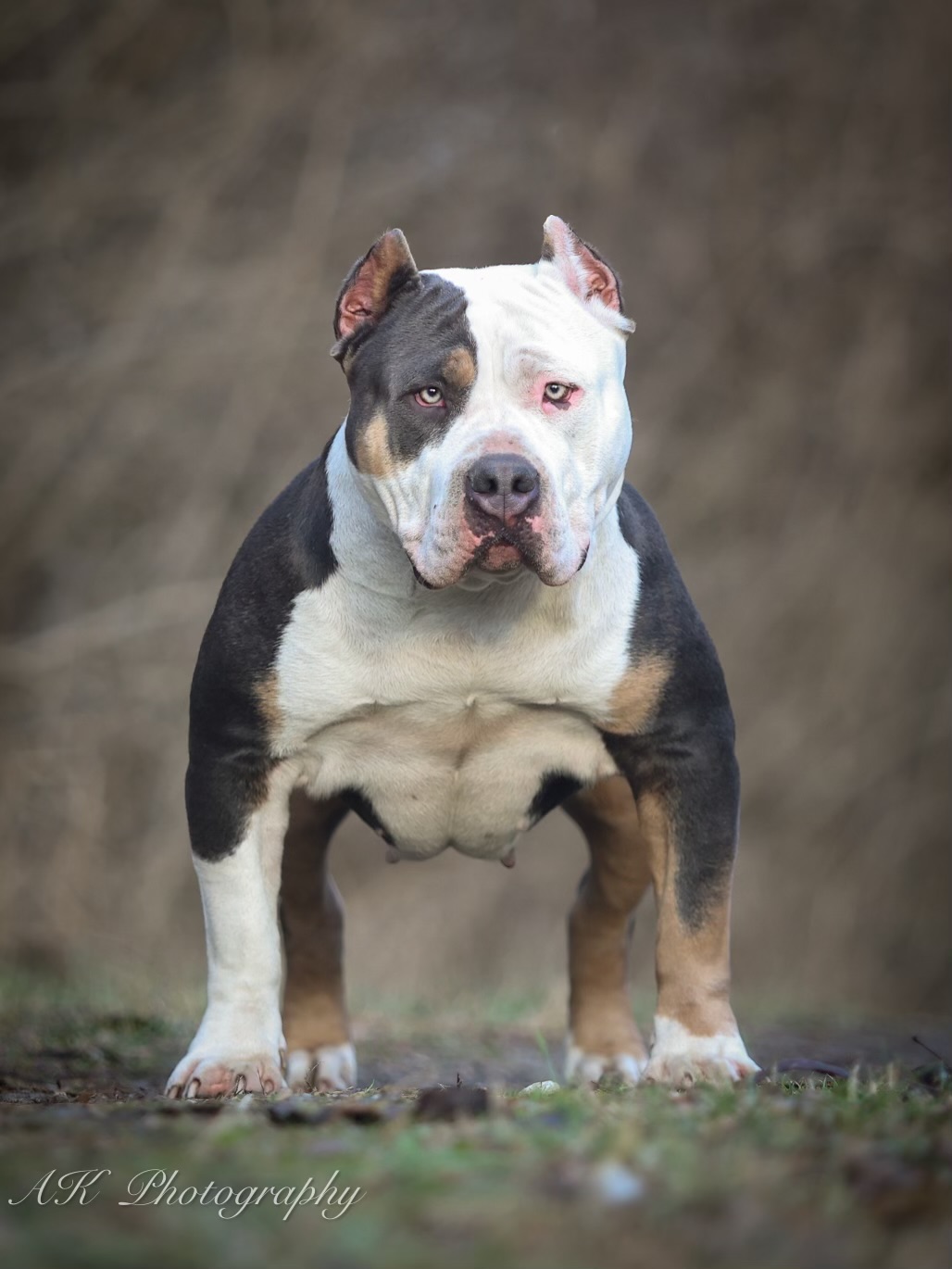 Dog Featured Image