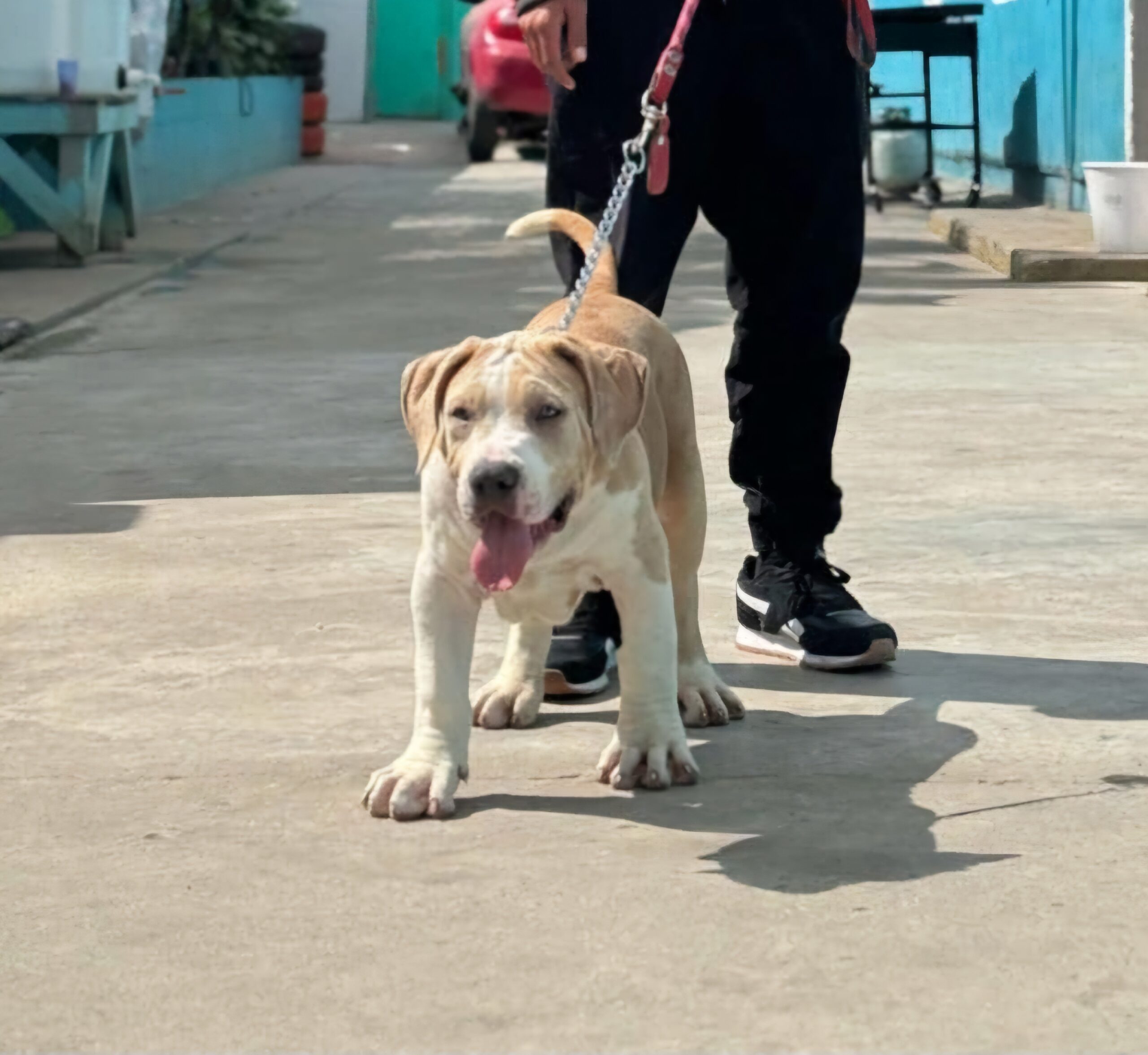 Dog Featured Image
