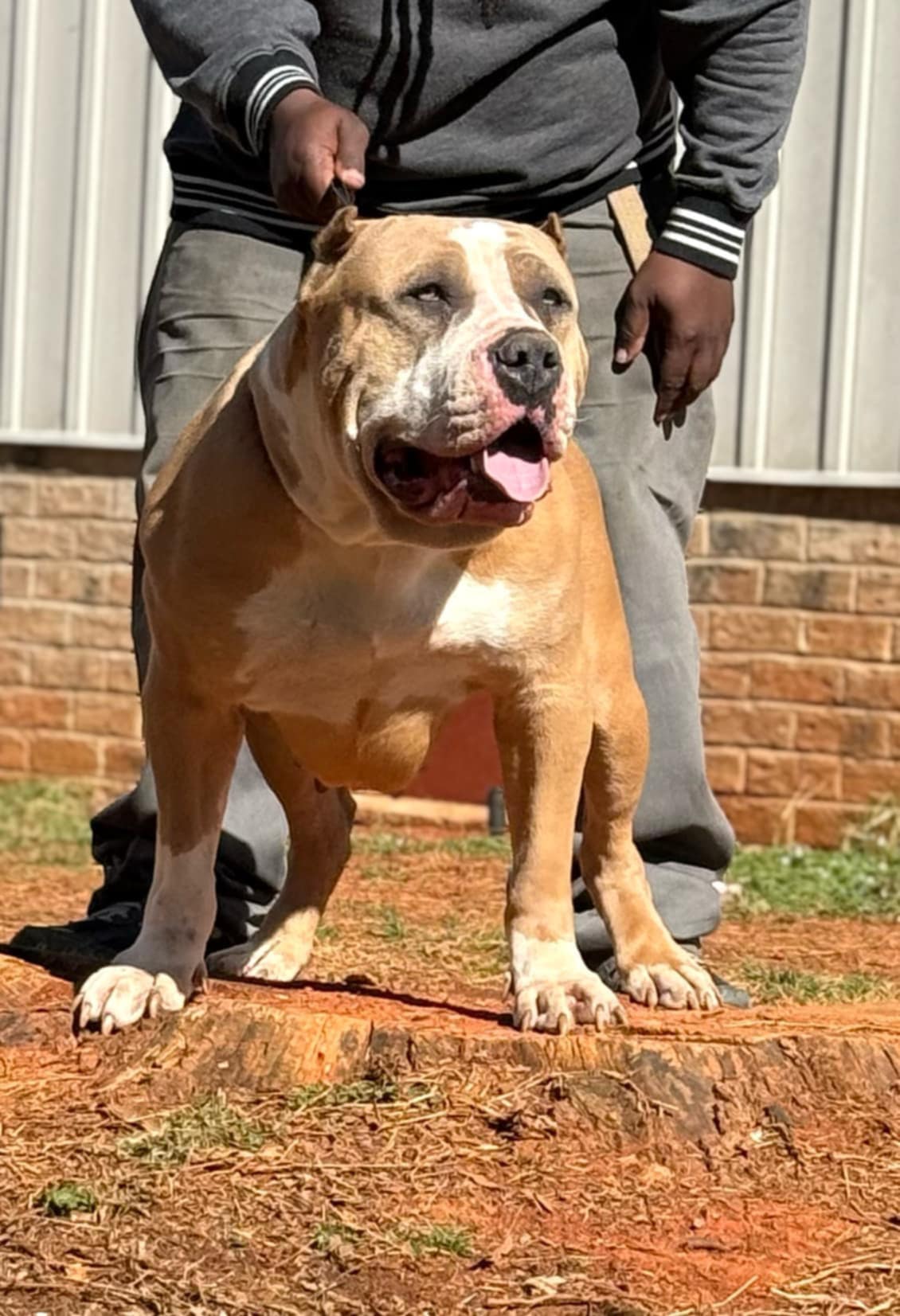 Dog Featured Image