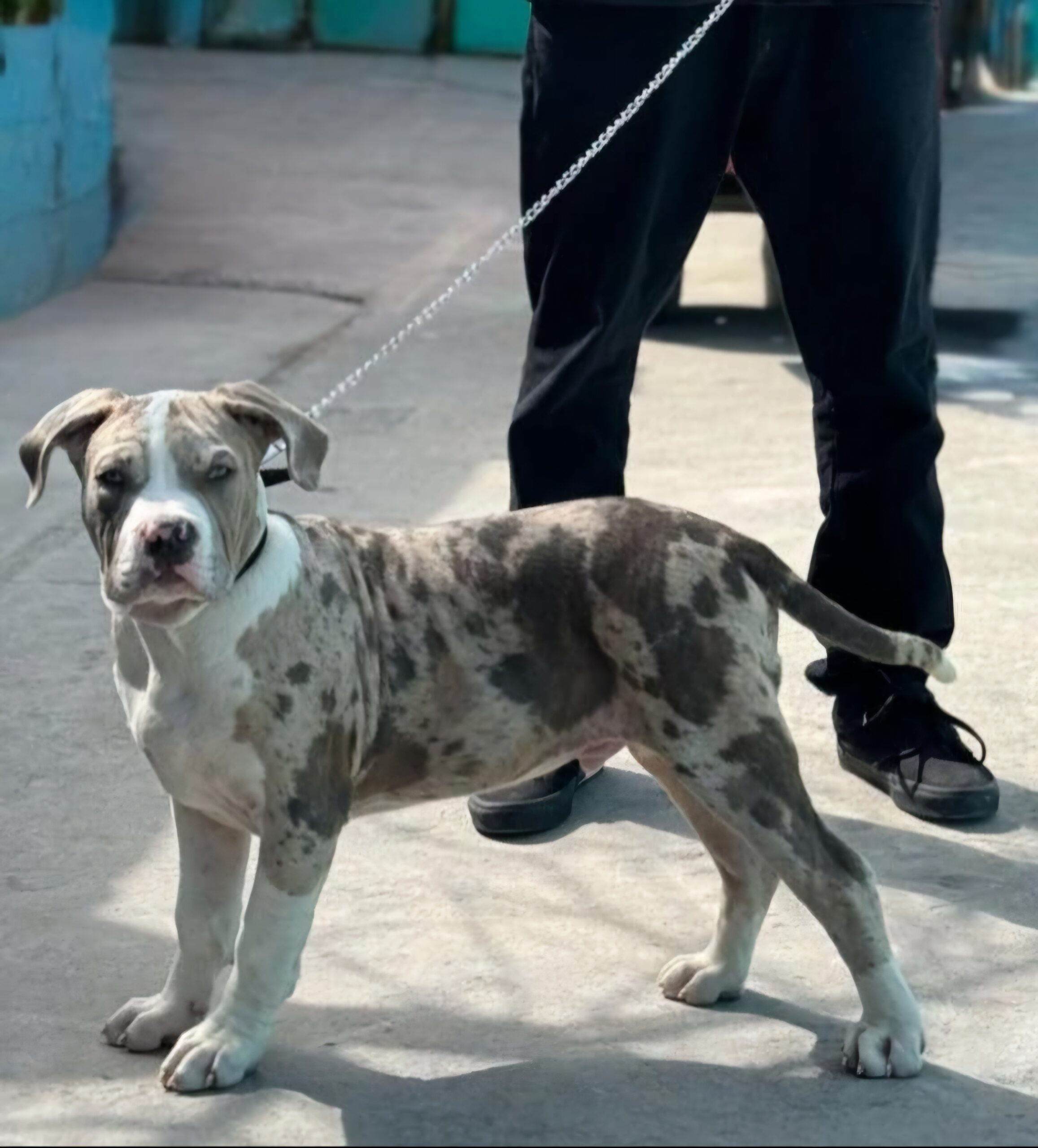 Dog Featured Image