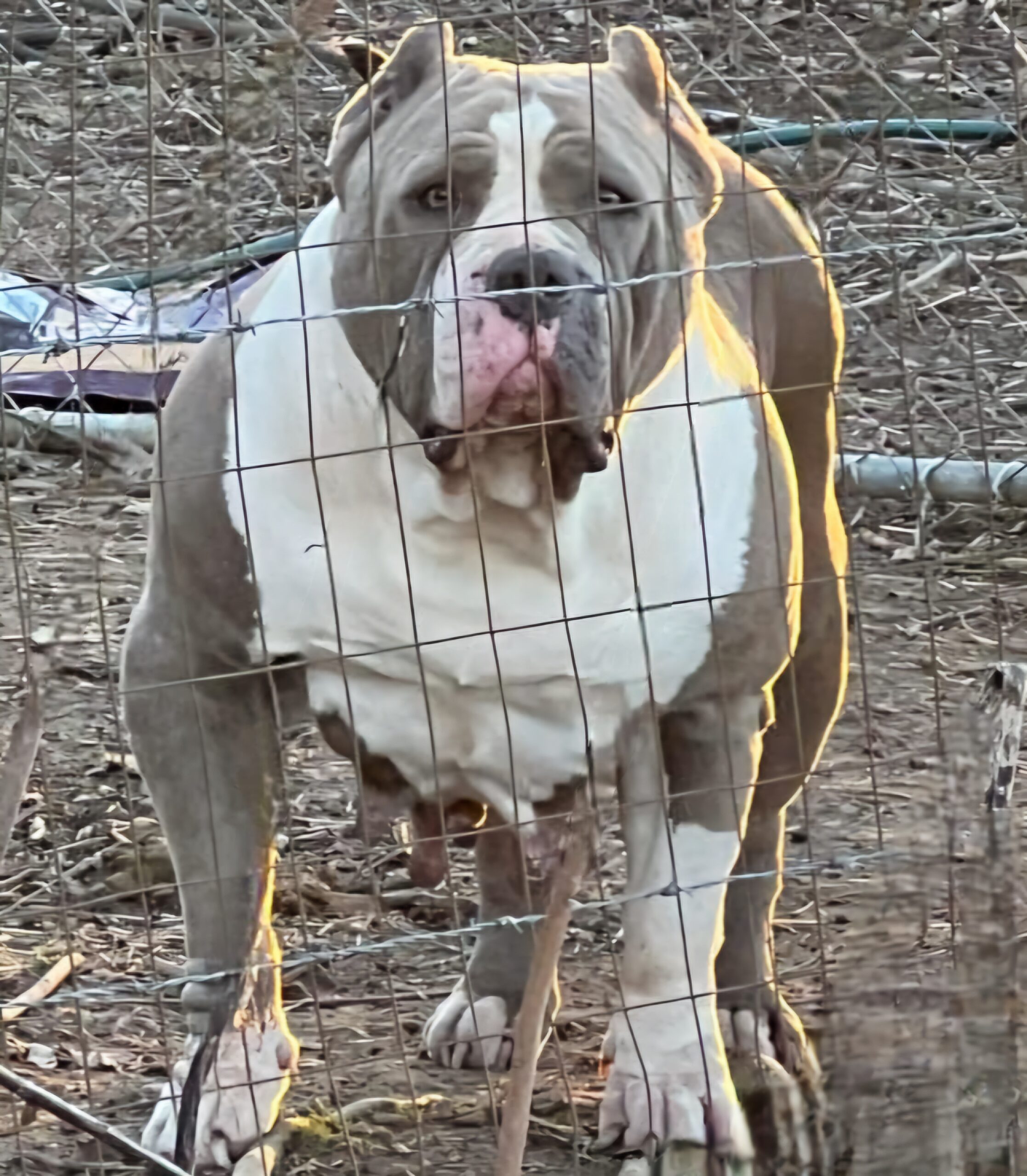 Dog Featured Image