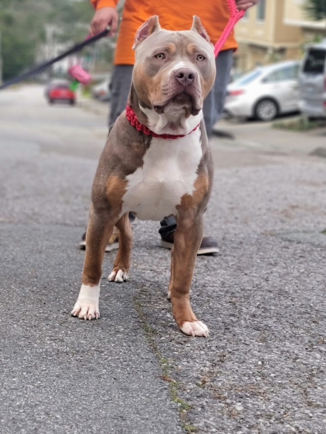 Dog Featured Image